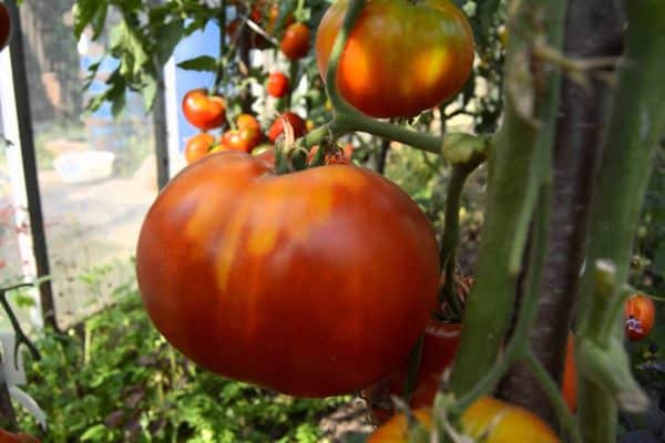 Tomaatit kasvihuoneessa