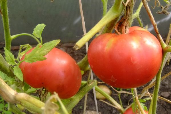 Pomodori in crescita