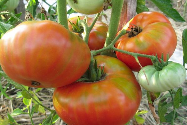 Büyüyen domatesler