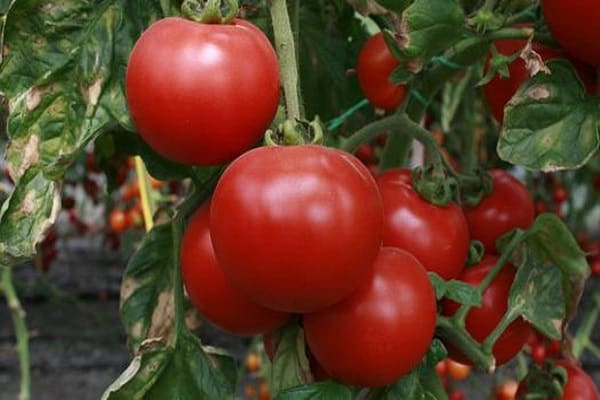 hustá rajčata