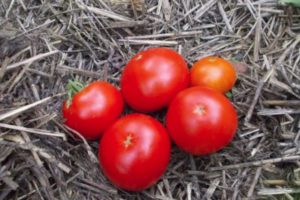 Beschrijving van het vroege tomatenras Skorospelka en zijn kenmerken