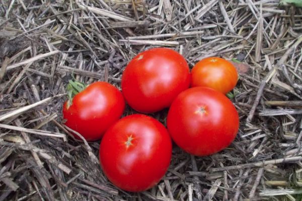 Early ripening tomatoes