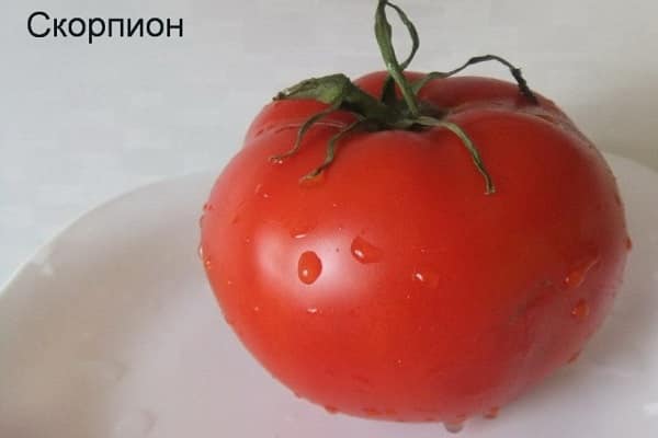 scorpion de tomate