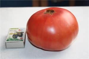 Skorpiono pomidorų veislės savybės ir aprašymas, derlius