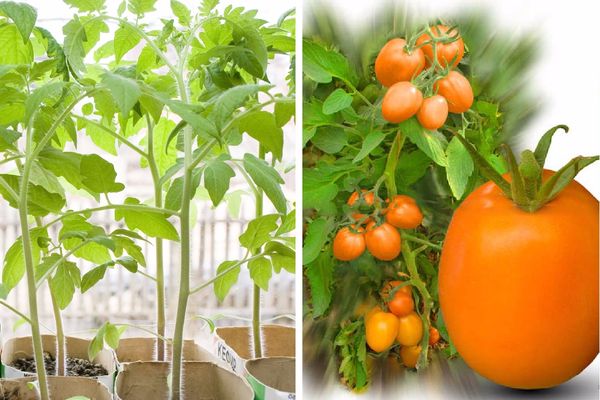 Tomato hybrids