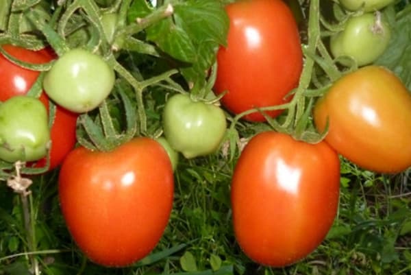 pomidorų krūmai Stolypin