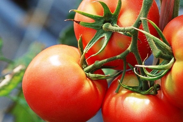 Strega pomidoras