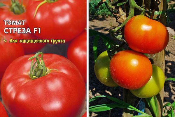 Tomatenhybriden