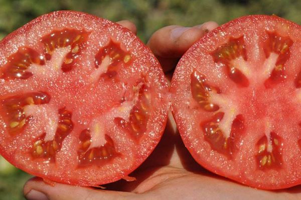 Hybridní rajče