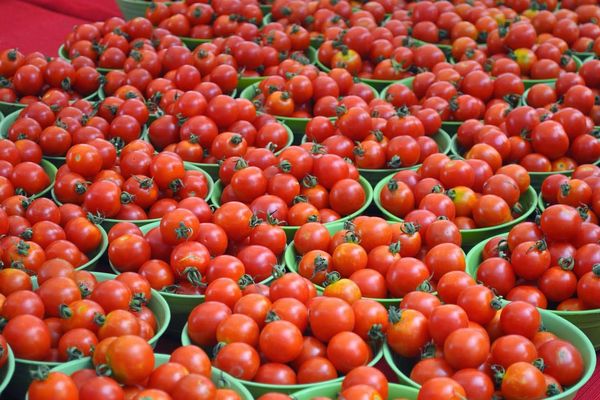 Ernte von Tomaten