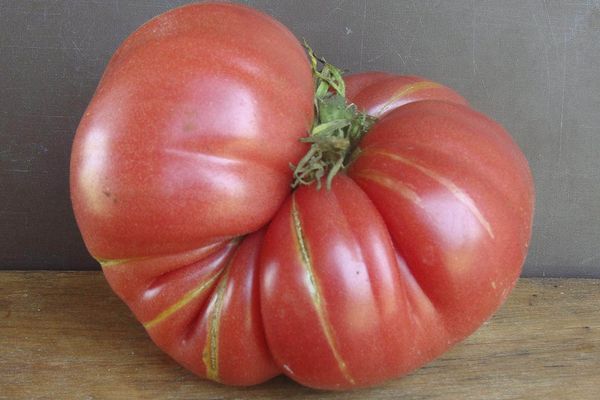 Mogen tomat