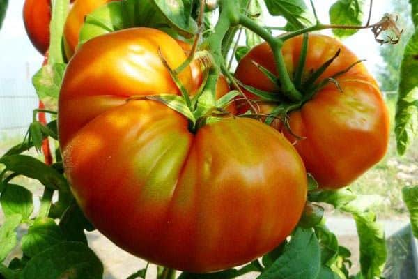 Grote tomaten