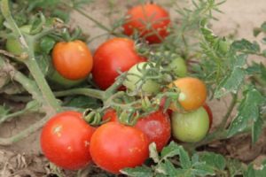 Descripción de la variedad de tomate Talalikhin y sus características.