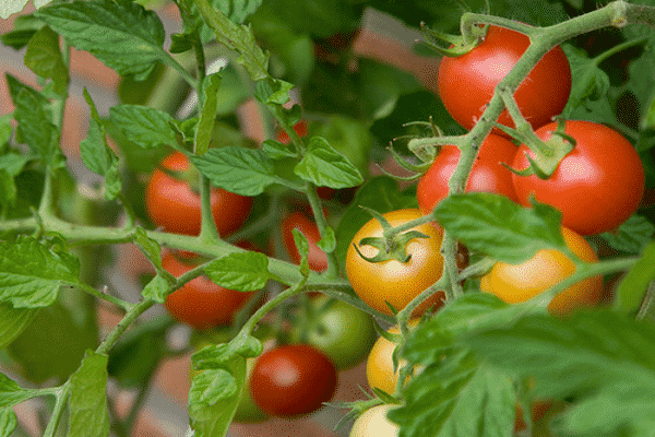 skanūs pomidorai