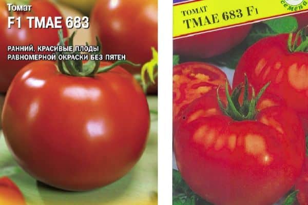 Híbridos de tomate