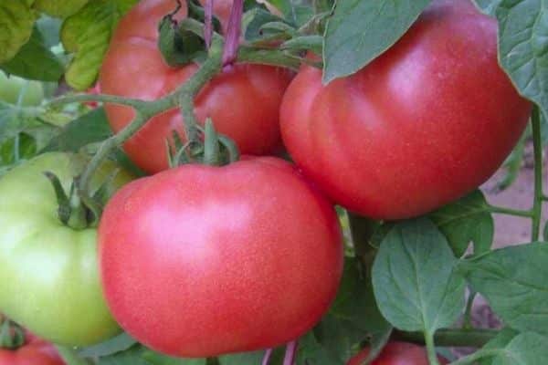 Tomaatin hedelmät