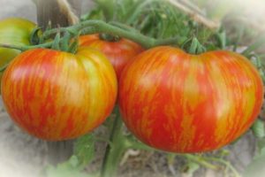 Opis odmiany pomidora Fat Boatswain i jej właściwości