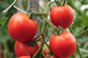 Tornado pomidorų veislės aprašymas, jo savybės ir derlius
