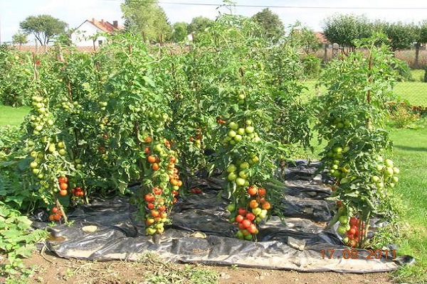 mogna tomater