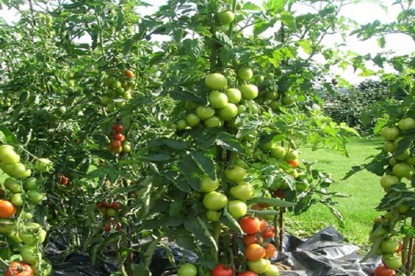 žalias pomidoras
