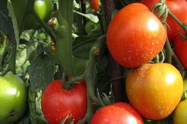 odling tomat