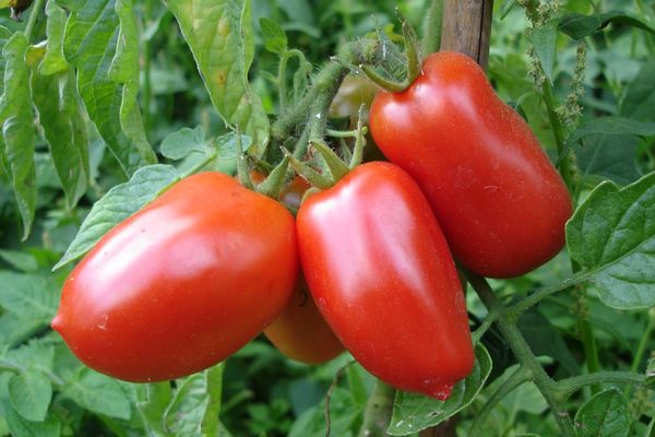 Långa tomater