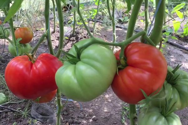 Tomater i växthuset