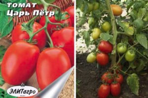 Descripción de la variedad de tomate Tsar Peter y sus características.