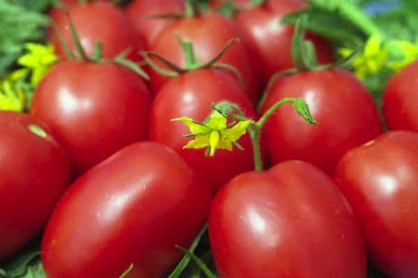 Rijpe tomaten