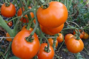 Descripción de la variedad de tomate rama Tsarskaya y sus características.