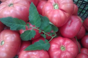 Beskrivning av tomatsorten Tsars gåva och dess egenskaper