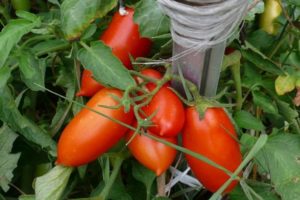 Opis odrody paradajok Ukhazher a jej vlastnosti