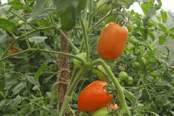 nenáročné paradajka