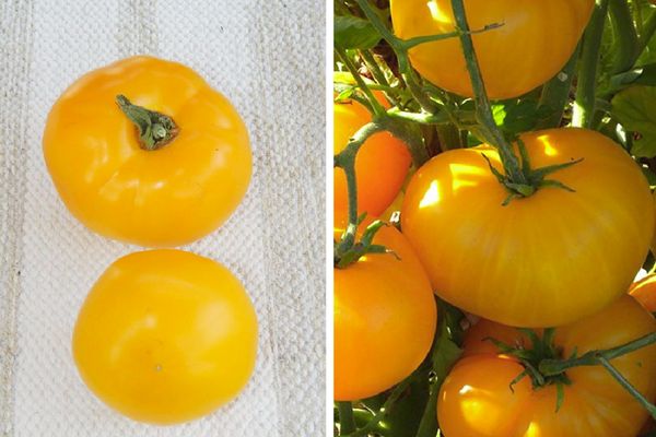 Pomidorai geltoni
