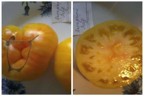 Šťavnatá rajčata