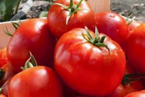 Description of the early ripe tomato variety Lark and its characteristics