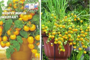 Beskrivning av olika tomater Pärlgult och odlingsegenskaper
