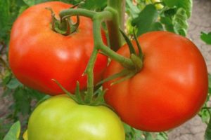 Descrizione della varietà di pomodoro Zhenaros e delle sue caratteristiche