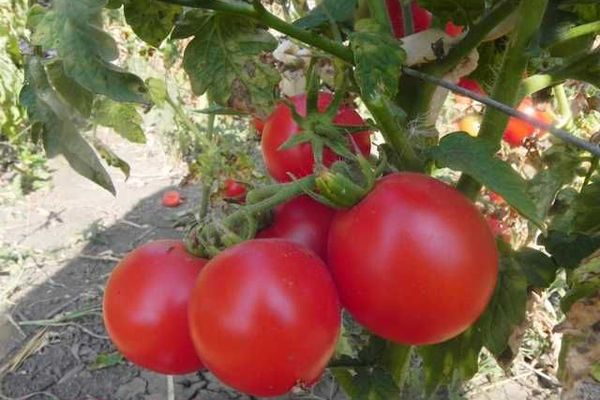 Tomates Zinulya