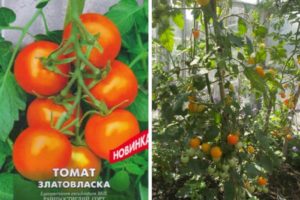 Beschreibung der Goldlöckchen-Tomatensorte und ihrer Eigenschaften