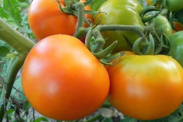 Kypsät tomaatit