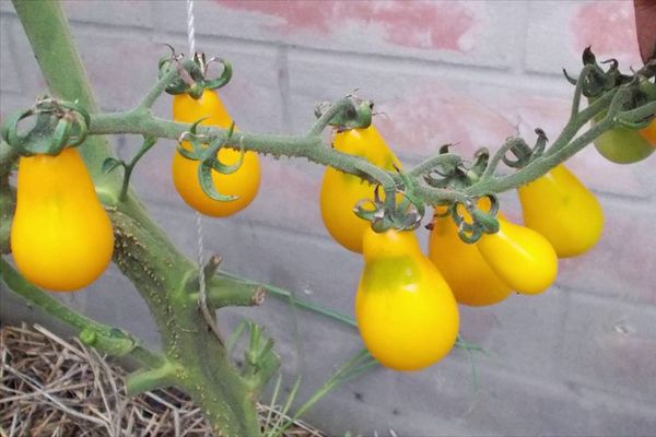 Žlté paradajky