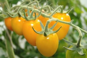 Pomidorų veislės aprašymas Auksinis lietus geltonas