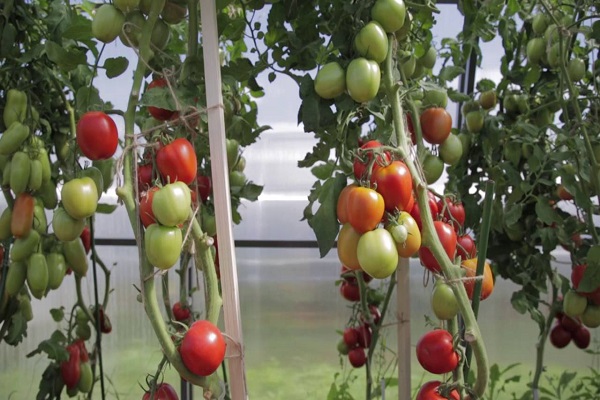 pomidorų aukštoji visuomenė