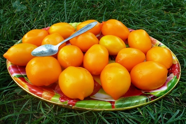 lepel op tomaat