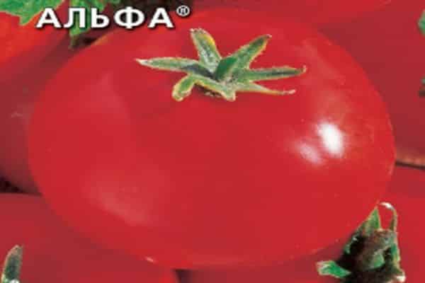paradajka alfa