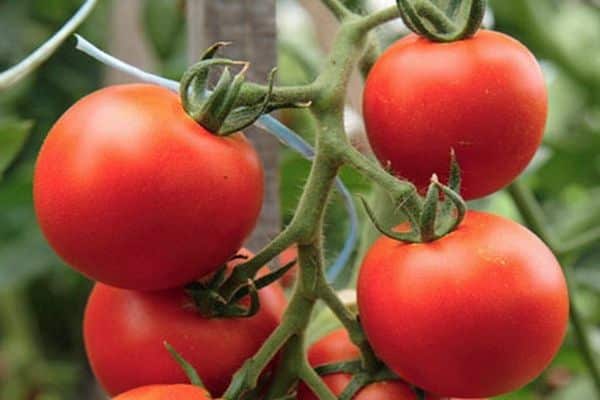 tomaten op een tak