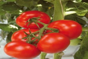 Pomidorų veislės „Harlequin F1“ ir jos žemės ūkio technologijos aprašymas