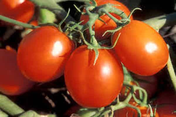 paradajky na vetve