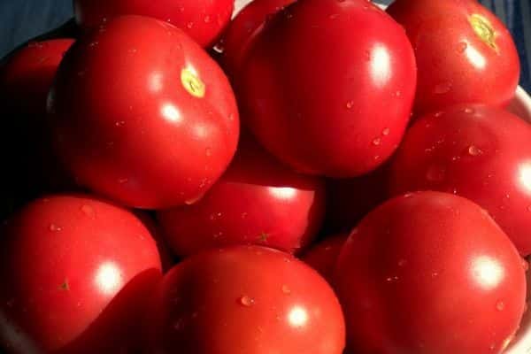 starostlivosť o paradajky bagira